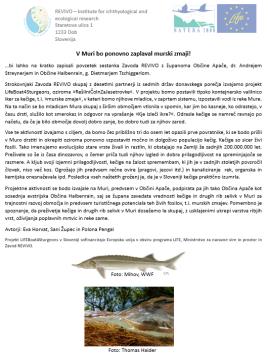 V Muri bo ponovno zaplaval morski zmaj_prispevek_jpg